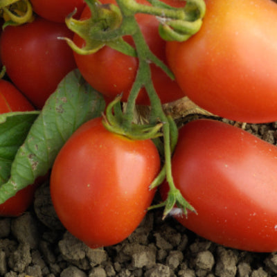 Ekologiska tomatskal