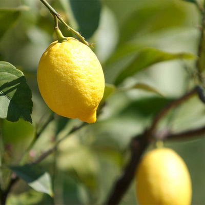 Ekologiskt citronextrakt