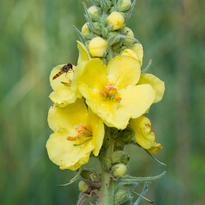 Ekologiskt mulleinblomsextrakt