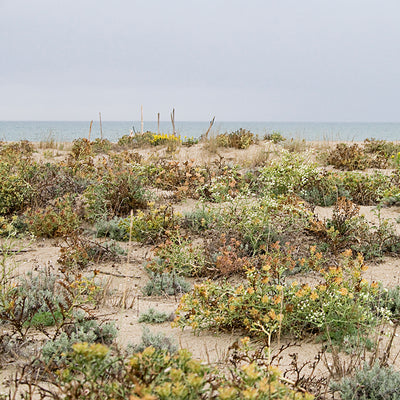 Ekologisk strandhonung