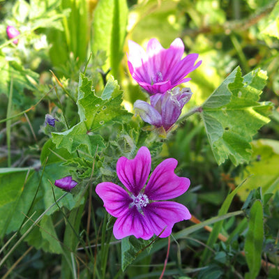Organisk malva