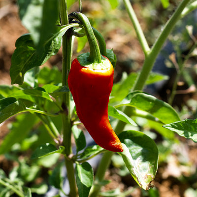 Biodynamisk chilioleolit