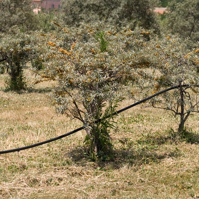 Biodynamisk havtornolja