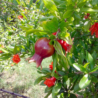 Biodynamisk granatäpplejuice